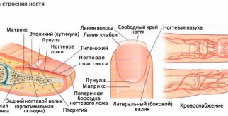 Строение ногтя или почему ваши ногти не дышат